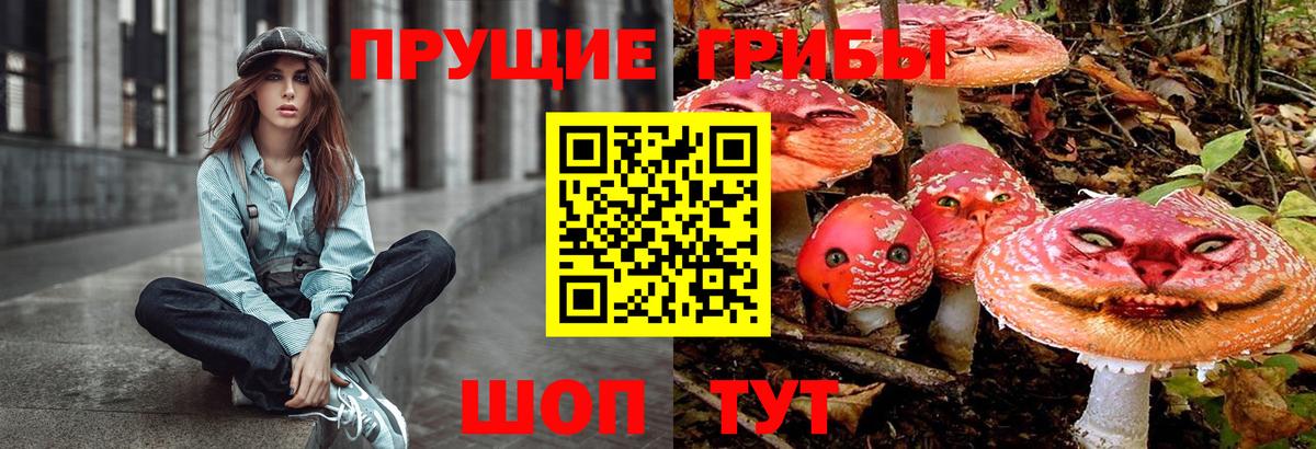 Псилоцибиновые грибы Psilocybe Мончегорск
